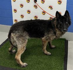 Shelter Stray Female Dog last seen ROTTINGHAM RD & GAWAIN RD, 19640 Dogpatch Ln, Land O' Lakes, FL 34638, USA