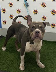 Shelter Stray Male Dog last seen AUTON ROAD AND WITHLACOOCHEE BLVD (OUTSIDE WITHLACOOCHEE RIVER PARK), 19640 Dogpatch Ln, Land O' Lakes, FL 34638, USA