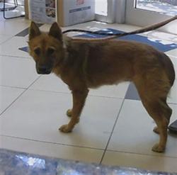 Shelter Stray Female Dog last seen HENRY DRIVE AND 12 STREET (ZEPHYRHILLS HIGH SCHOOL), 19640 Dogpatch Ln, Land O' Lakes, FL 34638, USA