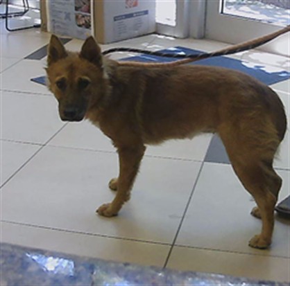 Shelter Stray Female Dog last seen HENRY DRIVE AND 12 STREET (ZEPHYRHILLS HIGH SCHOOL), 19640 Dogpatch Ln, Land O' Lakes, FL 34638, USA