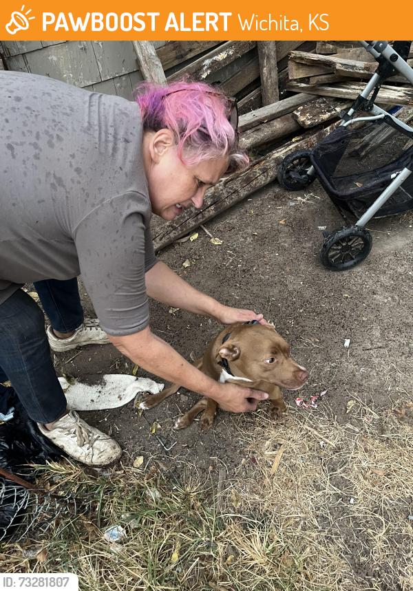 Found/Stray Female Dog last seen Lincoln and Seneca, Wichita, KS 67235