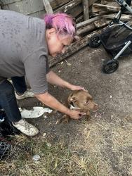 Found/Stray Female Dog last seen Lincoln and Seneca, Wichita, KS 67235