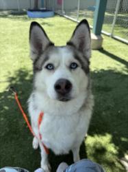Shelter Stray Female Dog last seen , West Valley Animal Shelter, 20655 Plummer St, Chatsworth, CA 91311, USA