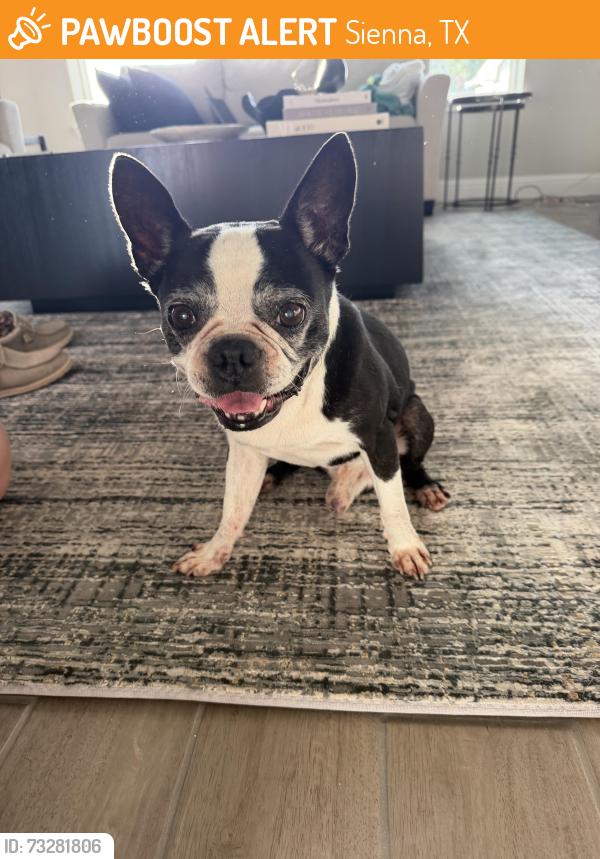 Found/Stray Male Dog last seen Sienna Parkway, Sienna, TX 77459