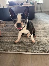 Found/Stray Male Dog last seen Sienna Parkway, Sienna, TX 77459