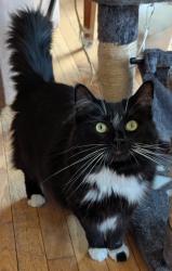Lost Female Cat last seen 82nd St Ct. E / Kelly Vista, Sumner, WA 98391