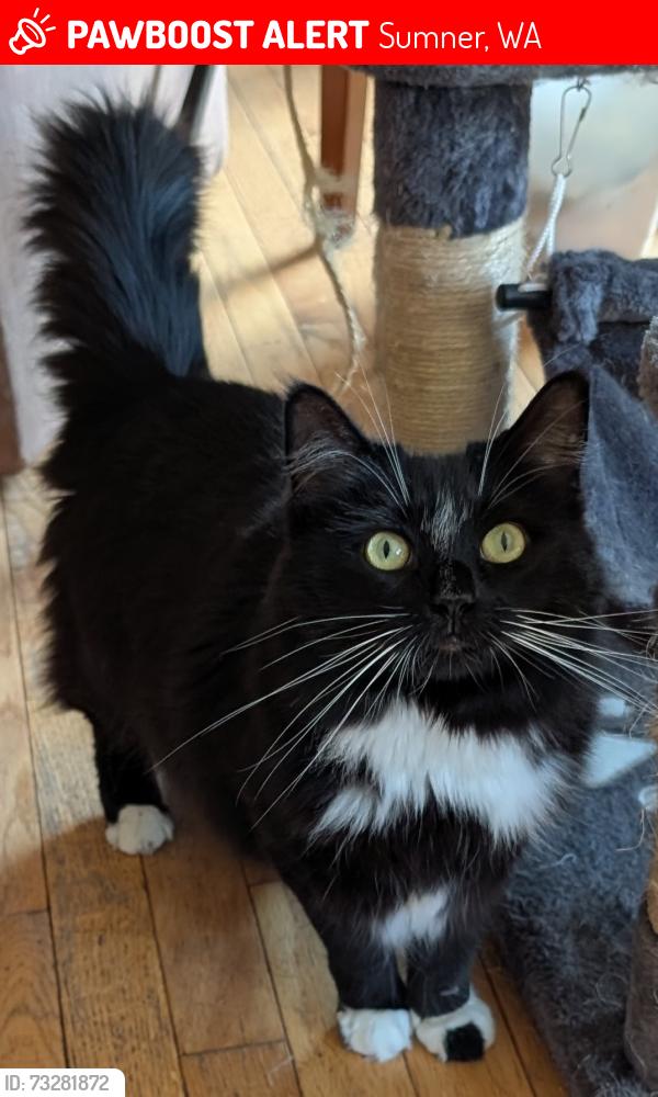Lost Female Cat last seen 82nd St Ct. E / Kelly Vista, Sumner, WA 98391