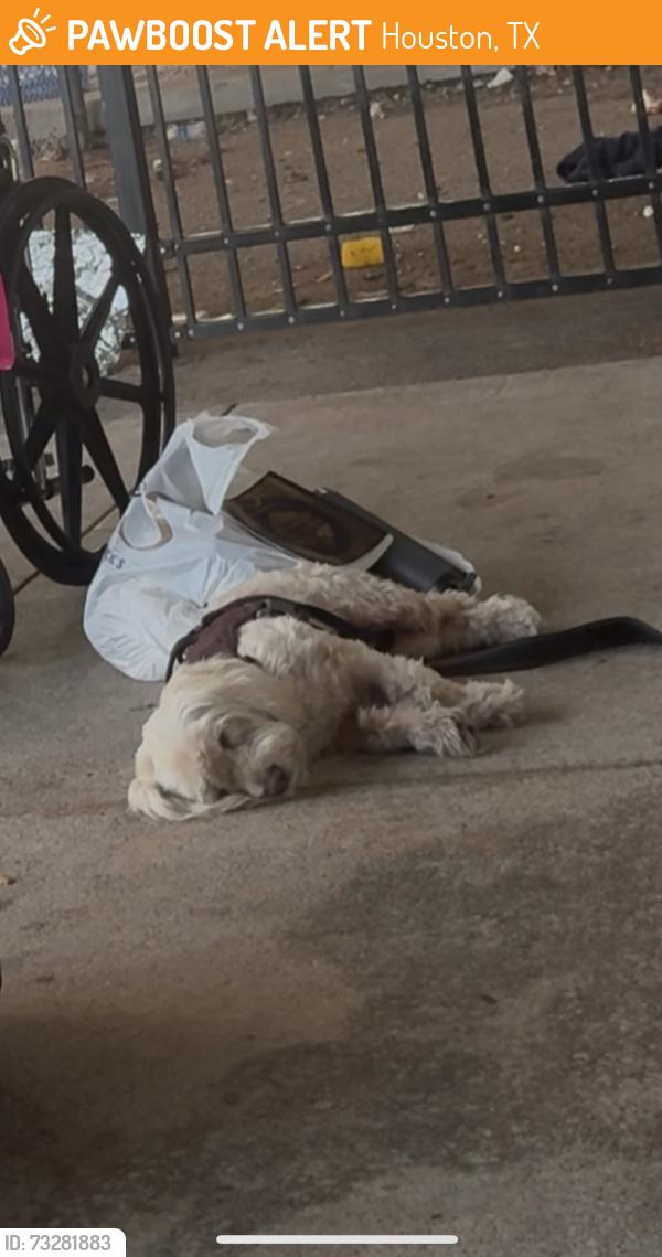 Found/Stray Unknown Dog last seen Main st & Eligin, Houston, TX 77004