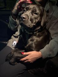 Found/Stray Female Dog last seen Hillcrest Avenue, Antioch CA, Antioch, CA 94531