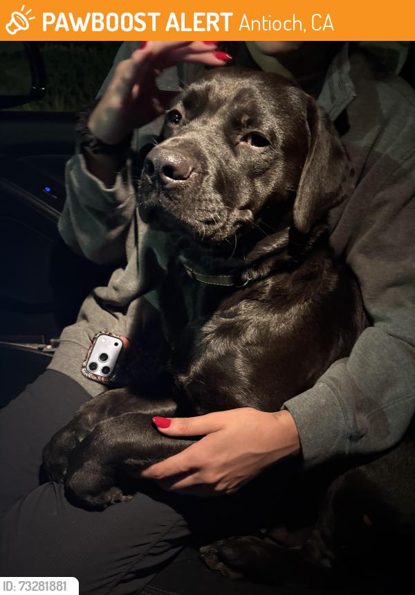 Found/Stray Female Dog last seen Hillcrest Avenue, Antioch CA, Antioch, CA 94531