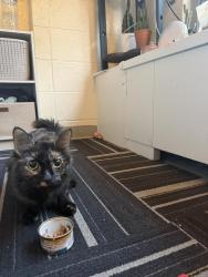 Found/Stray Unknown Cat last seen Catholic university of America, Washington, DC 20017