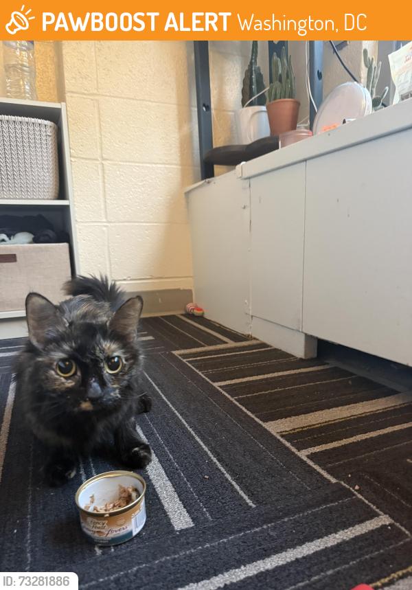 Found/Stray Unknown Cat last seen Catholic university of America, Washington, DC 20017