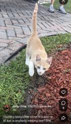 Found/Stray Unknown Cat last seen 4th street and 16th avenue, Pompano Beach, FL 33060
