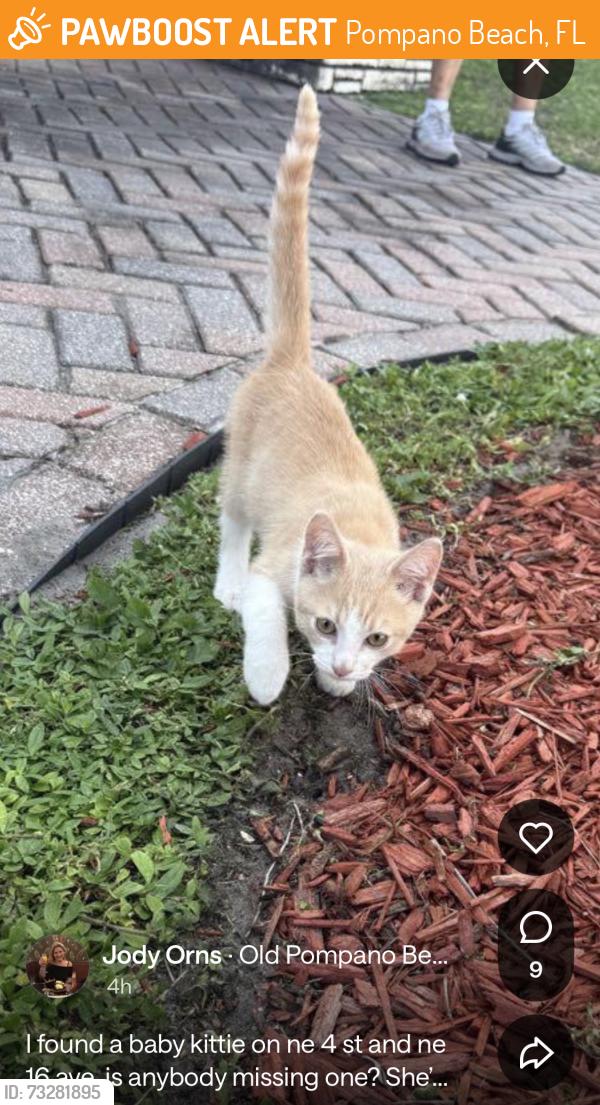 Found/Stray Unknown Cat last seen 4th street and 16th avenue, Pompano Beach, FL 33060