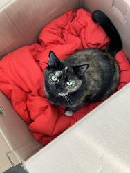 Lost Female Cat last seen very end of la vereda rd off of la loma, Berkeley, CA 94709