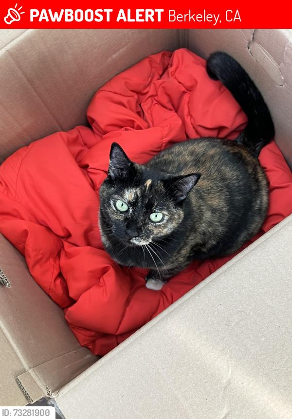 Lost Female Cat last seen very end of la vereda rd off of la loma, Berkeley, CA 94709
