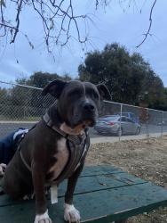 Lost Female Dog last seen arboga road near chevron, Olivehurst, CA 95961