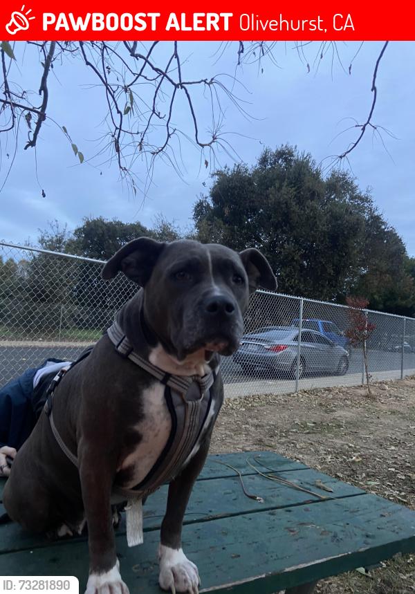Lost Female Dog last seen arboga road near chevron, Olivehurst, CA 95961