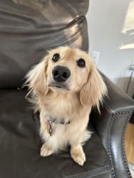 Reunited Male Dog last seen Glebe Dr and Loch Haven dr, Edgewater, MD 21037