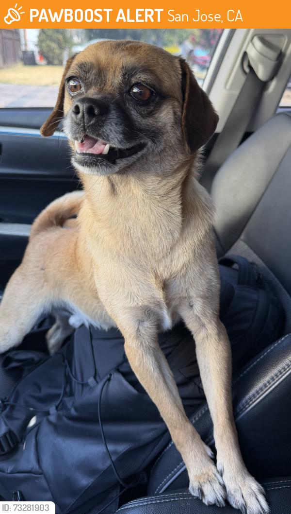 Found/Stray Male Dog last seen Vesuvius, San Jose, CA 95132