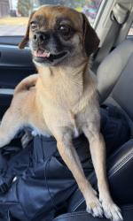 Found/Stray Male Dog last seen Vesuvius, San Jose, CA 95132