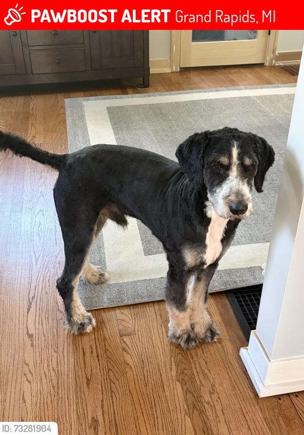 Lost Male Dog last seen Near Coit ave, Grand Rapids, MI 49505