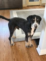 Lost Male Dog last seen Near Coit ave, Grand Rapids, MI 49505