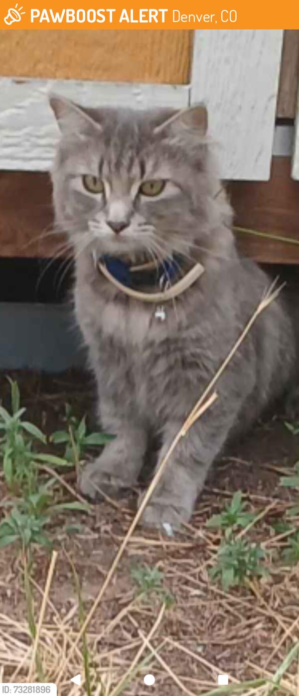 Found/Stray Female Cat last seen Starbucks, Denver, CO 80216