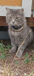 Found/Stray Female Cat last seen Starbucks, Denver, CO 80216