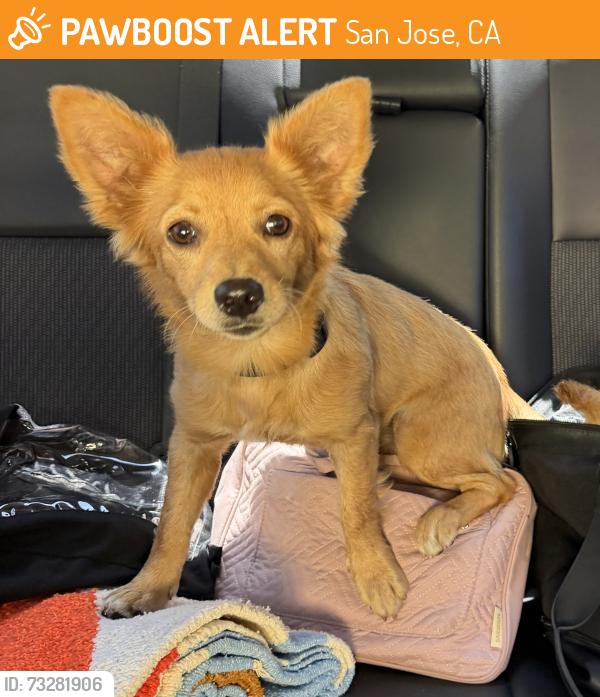 Found/Stray Male Dog last seen Vesuvius, San Jose, CA 95132