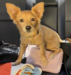 Found/Stray Male Dog last seen Vesuvius, San Jose, CA 95132