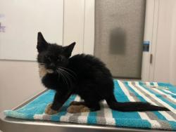 Shelter Stray Male Cat last seen 63rd and Blue Parkway, 64133, MO, 7077 Elmwood Ave, Kansas City, MO 64132, USA