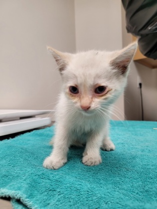 Shelter Stray Male Cat last seen V ST at STOCKTON BLVD, City of Sacramento, CA, 6201 Florin Perkins Rd, Sacramento, CA 95828, USA