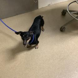 Shelter Stray Male Dog last seen Near Sam Calloway Rd., North District, TX, 355 Hillshire Dr, Haslet, TX 76052, USA