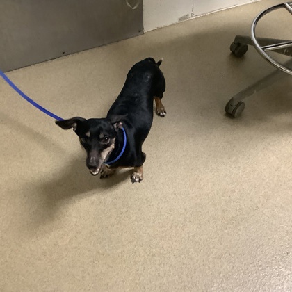 Shelter Stray Male Dog last seen Near Sam Calloway Rd., North District, TX, 355 Hillshire Dr, Haslet, TX 76052, USA