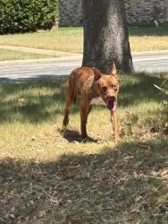 Shelter Stray Male Dog last seen Near Green Ridge Rd, South District, TX, 355 Hillshire Dr, Haslet, TX 76052, USA