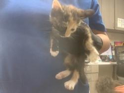 Shelter Stray Female Cat last seen Near Lauretta dr, East District, TX, 355 Hillshire Dr, Haslet, TX 76052, USA