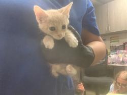 Shelter Stray Male Cat last seen Near Lauretta dr, East District, TX, 355 Hillshire Dr, Haslet, TX 76052, USA