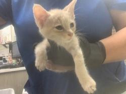 Shelter Stray Male Cat last seen Near Lauretta dr, East District, TX, 355 Hillshire Dr, Haslet, TX 76052, USA