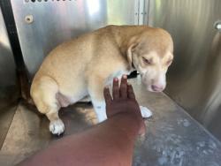 Shelter Stray Female Dog last seen LA-1, Caddo Parish,, 1500 Monty St, Shreveport, LA 71107, USA