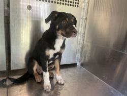 Shelter Stray Female Dog last seen LA-1, Caddo Parish,, 1500 Monty St, Shreveport, LA 71107, USA