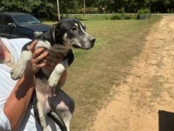 Shelter Stray Female Dog last seen LA-1, Caddo Parish,, 1500 Monty St, Shreveport, LA 71107, USA
