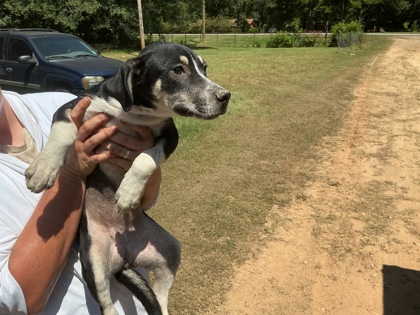 Shelter Stray Female Dog last seen LA-1, Caddo Parish,, 1500 Monty St, Shreveport, LA 71107, USA