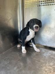 Shelter Stray Male Dog last seen LA-1, Caddo Parish,, 1500 Monty St, Shreveport, LA 71107, USA