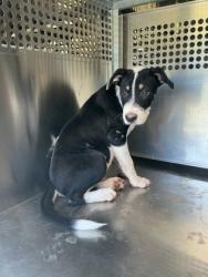 Shelter Stray Male Dog last seen LA-1, Caddo Parish,, 1500 Monty St, Shreveport, LA 71107, USA