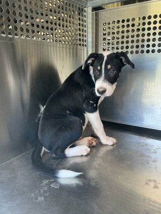 Shelter Stray Male Dog last seen LA-1, Caddo Parish,, 1500 Monty St, Shreveport, LA 71107, USA