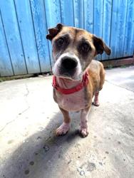 Shelter Stray Male Dog last seen HOLIDAY DR, Crystal River, FL, 4030 S Airport Rd, Inverness, FL 34450, USA