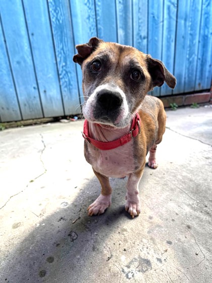 Shelter Stray Male Dog last seen HOLIDAY DR, Crystal River, FL, 4030 S Airport Rd, Inverness, FL 34450, USA