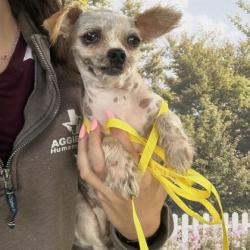 Shelter Stray Female Dog last seen Brothers Blvd & Longmire Dr, City of College Station, TX, 5359 Leonard Rd, Bryan, TX 77807, USA
