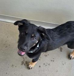 Shelter Stray Female Dog last seen Peter Ave & Holbrook Ave, Reedley Zone Fresno CO 4 93654, CA, 1510 W Dan Ronquillo Dr, Fresno, CA 93706, USA